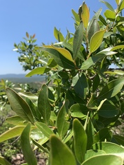 Olinia rochetiana