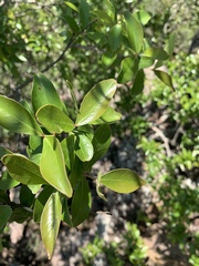 Olinia rochetiana