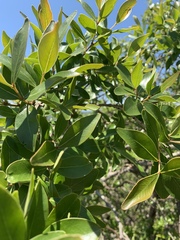 Olinia rochetiana
