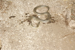 Conophis lineatus