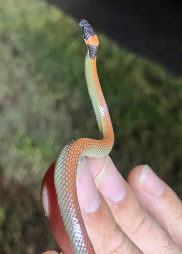 Red-naped Snake sighting