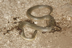 Conophis lineatus