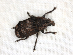 Taburnus neglectus