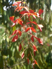 Amherstia nobilis
