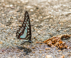 Graphium