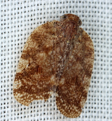 Aprivesa
