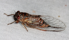 Popplepsalta notialis