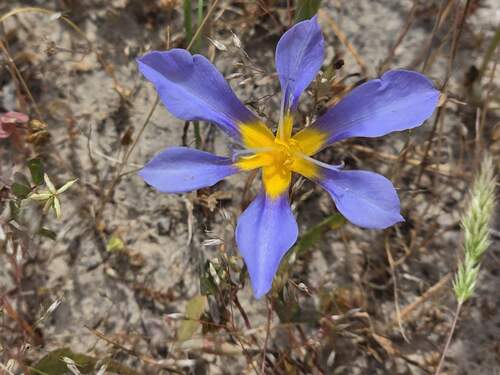 Calydorea xiphioides, photograph 2
