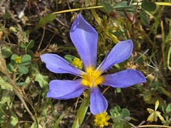 Calydorea xiphioides, photograph (c) Cesar Ormazabal, some rights reserved (CC BY)