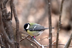 Parus major