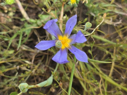 Calydorea xiphioides