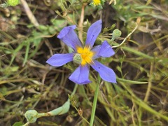Calydorea xiphioides