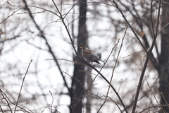 Turdus pilaris