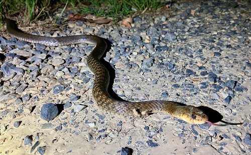 Common keelback sighting