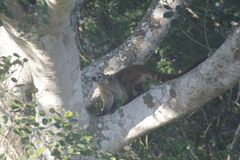 Nasua narica yucatanica