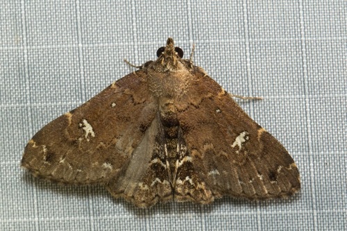 Egnasides rudmuna