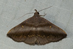 Hadennia mysalis