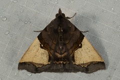 Ochrotrigona triangulifera