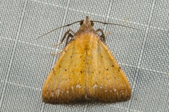 Polypogon mundiferalis