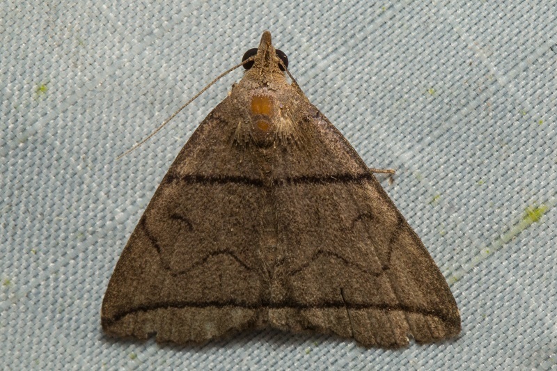 Polypogon silvialis