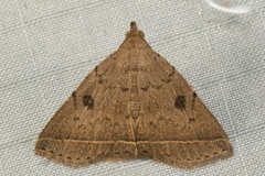 Simplicia discosticta