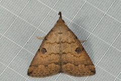 Simplicia discosticta