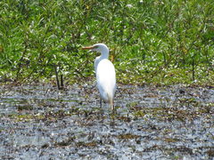 Ardea intermedia brachyrhyncha