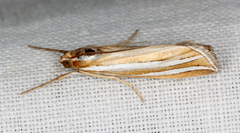 Hednota bivittella