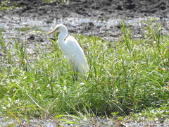 Ardea intermedia brachyrhyncha