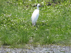 Ardea intermedia brachyrhyncha