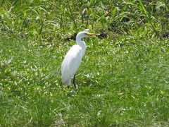 Ardea intermedia brachyrhyncha