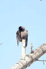 Corvus cornix