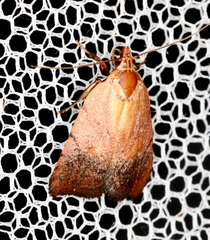 Tortricopsis semijunctella