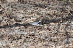 Motacilla alba