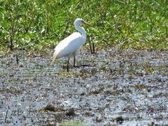 Ardea intermedia brachyrhyncha