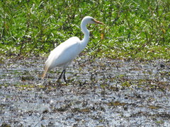 Ardea intermedia brachyrhyncha
