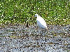Ardea intermedia brachyrhyncha