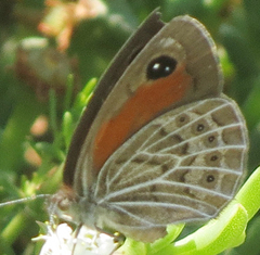 Pseudonympha trimenii namaquana