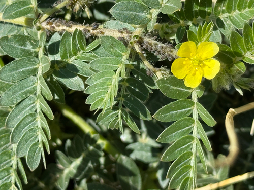 puncture vine