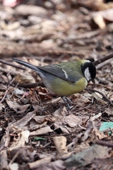 Parus major
