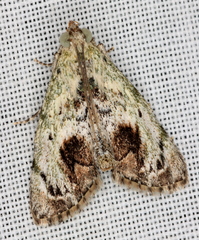 Enchesphora recurvalis