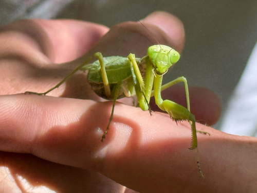 Hierodula tenuidentata