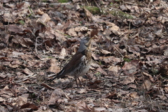 Turdus pilaris