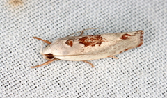 Tymbophora peltastis