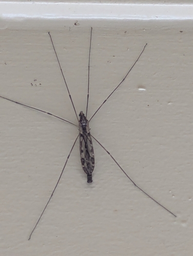 Unknown species found near Merry Hills, North Druid Hills, GA 30329, USA