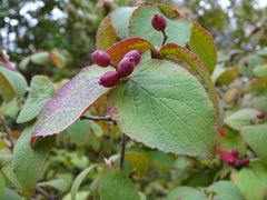 Viburnum carlesii bitchiuense
