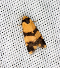 Thallarcha chrysochares