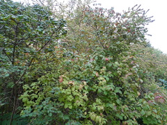 Viburnum carlesii bitchiuense
