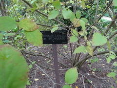 Viburnum carlesii bitchiuense