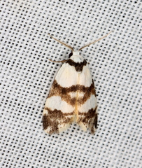 Thallarcha albicollis